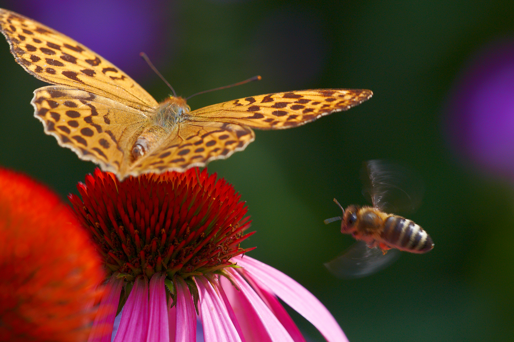 Silver-washed fritillary